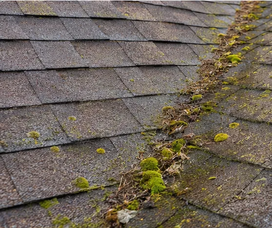 Gutter clogged with autumn leaves above a shingle roof